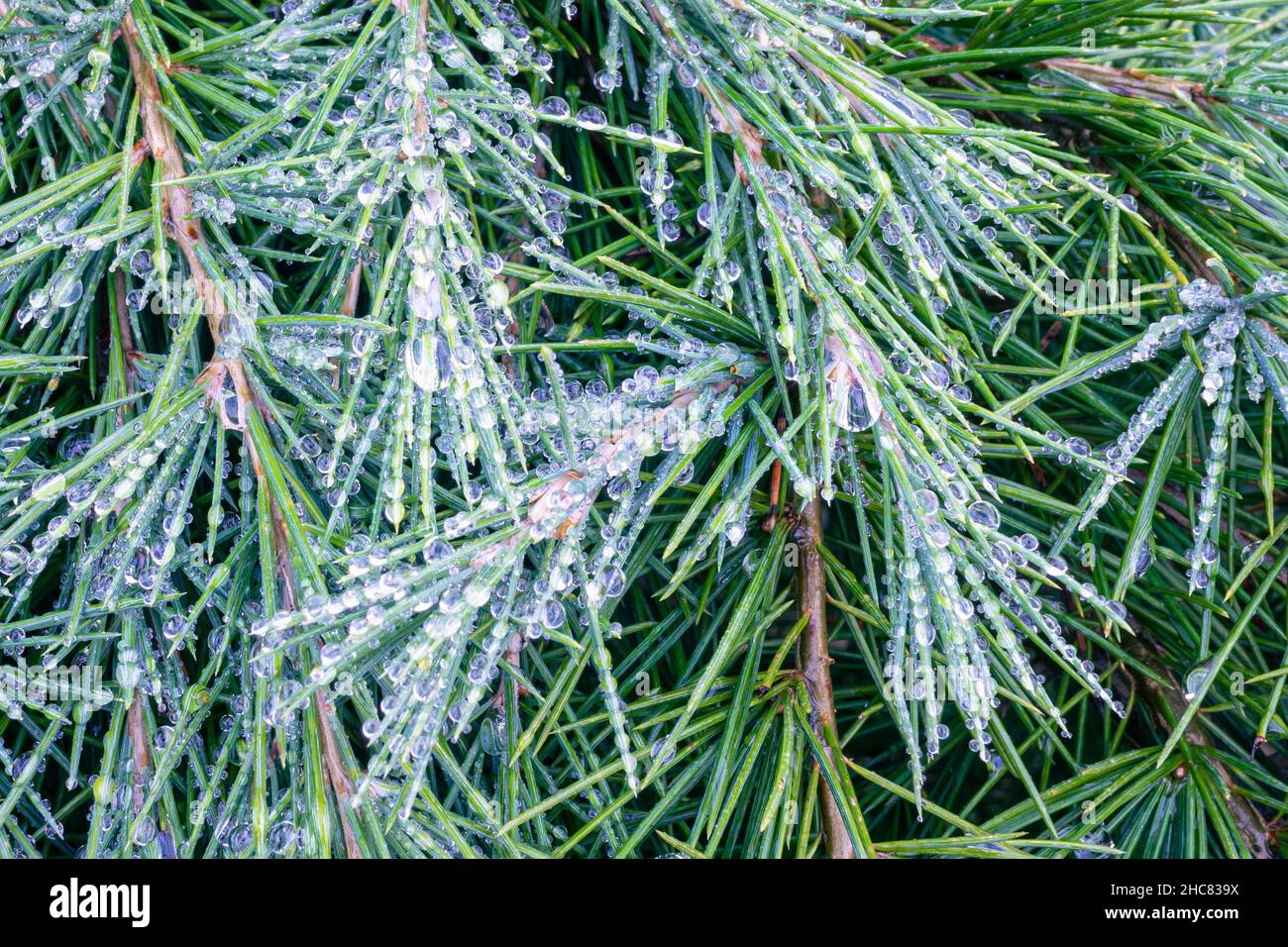 Detailed view of droplets of rain and drizzle on needles and twigs of a blue cedar tree Stock Photo