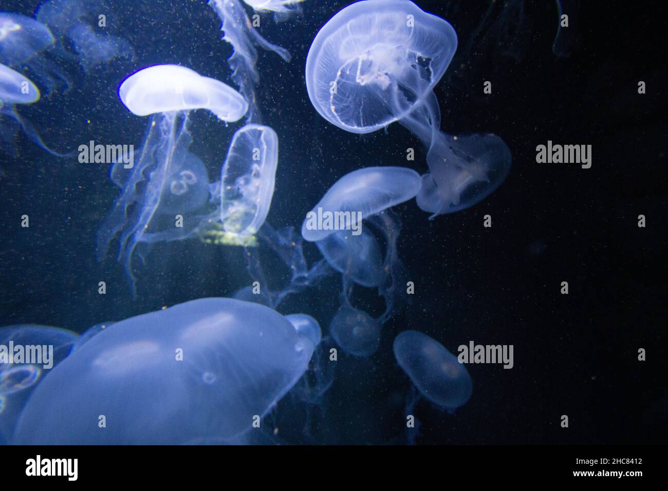 Closeup of beautiful jellyfish in the water Stock Photo