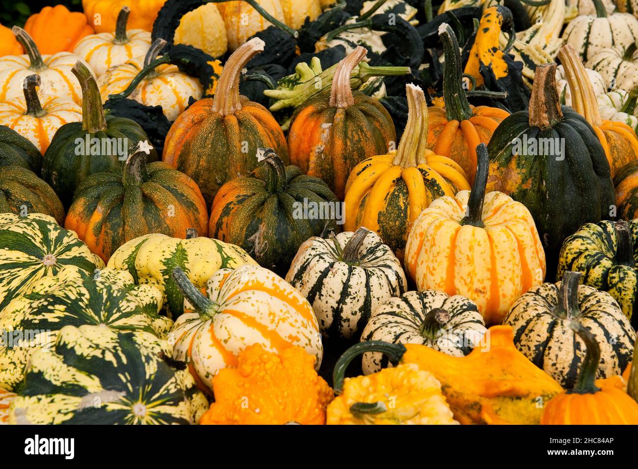 Different types of pumpkins Stock Photo