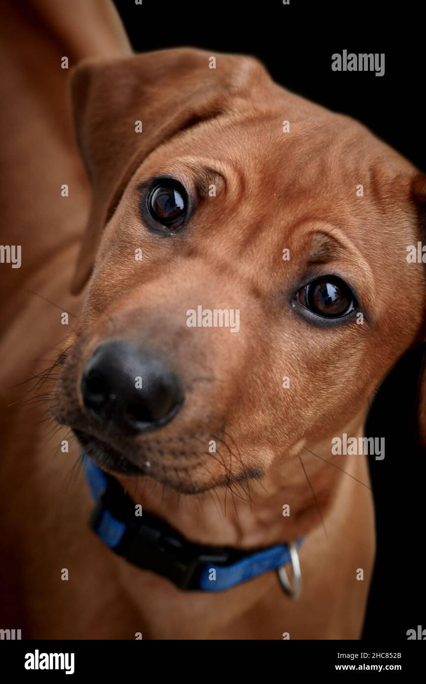 Close-up of a brown Rhodesian Ridgeback puppy isolated on black background Stock Photo