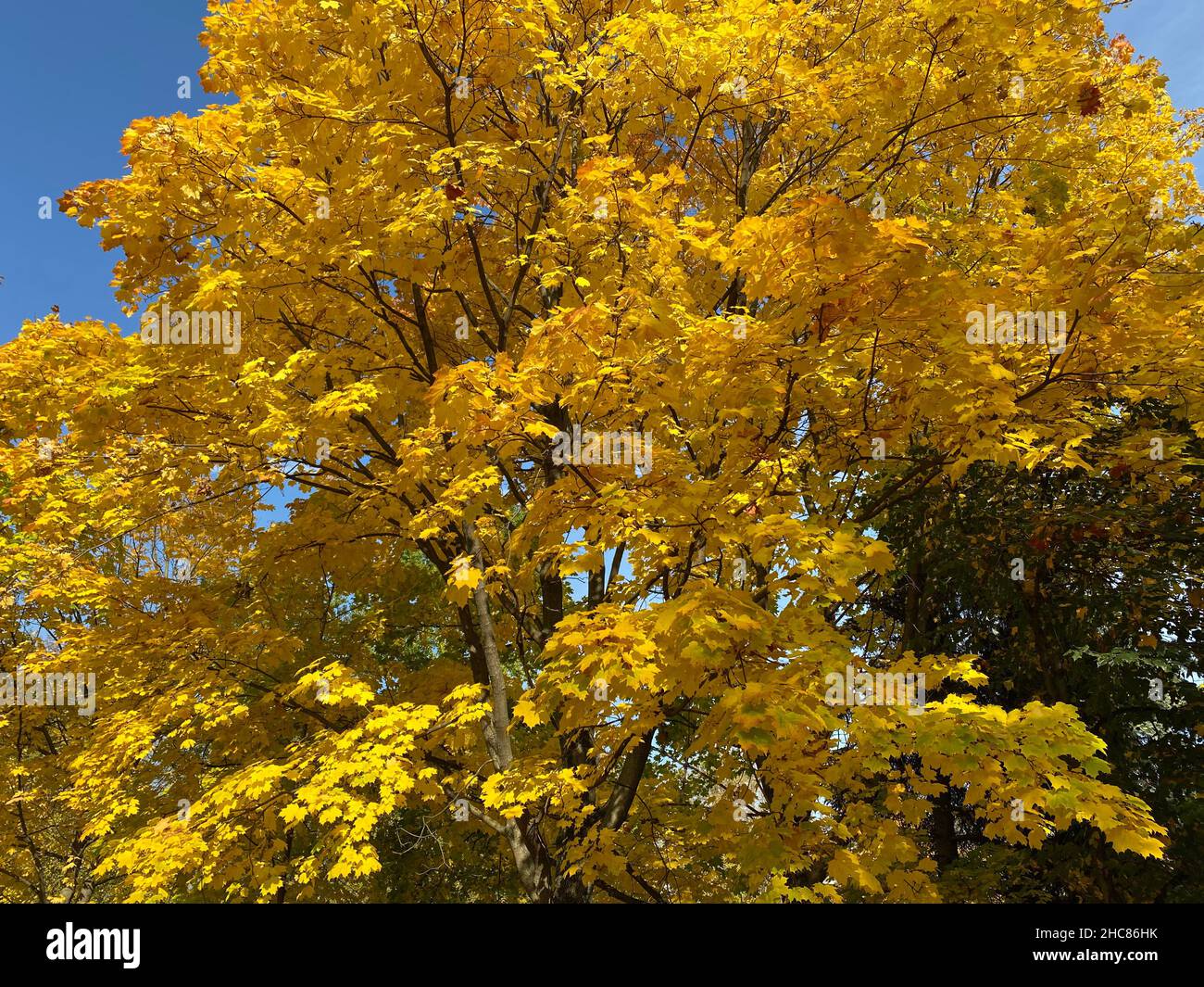 yellow maple leafs on tree at dry sunny autumn day Stock Photo - Alamy