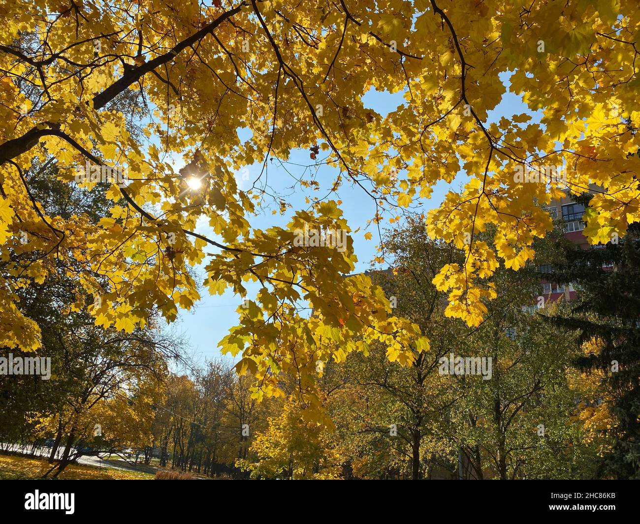 yellow maple leafs on tree at dry sunny autumn day Stock Photo - Alamy