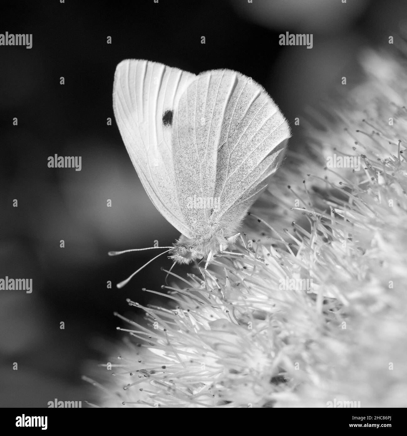 Black and white image of a Small White Butterfly (Pieris rapae) on Sedum Spectabile 'Brilliant'(A) Stock Photo