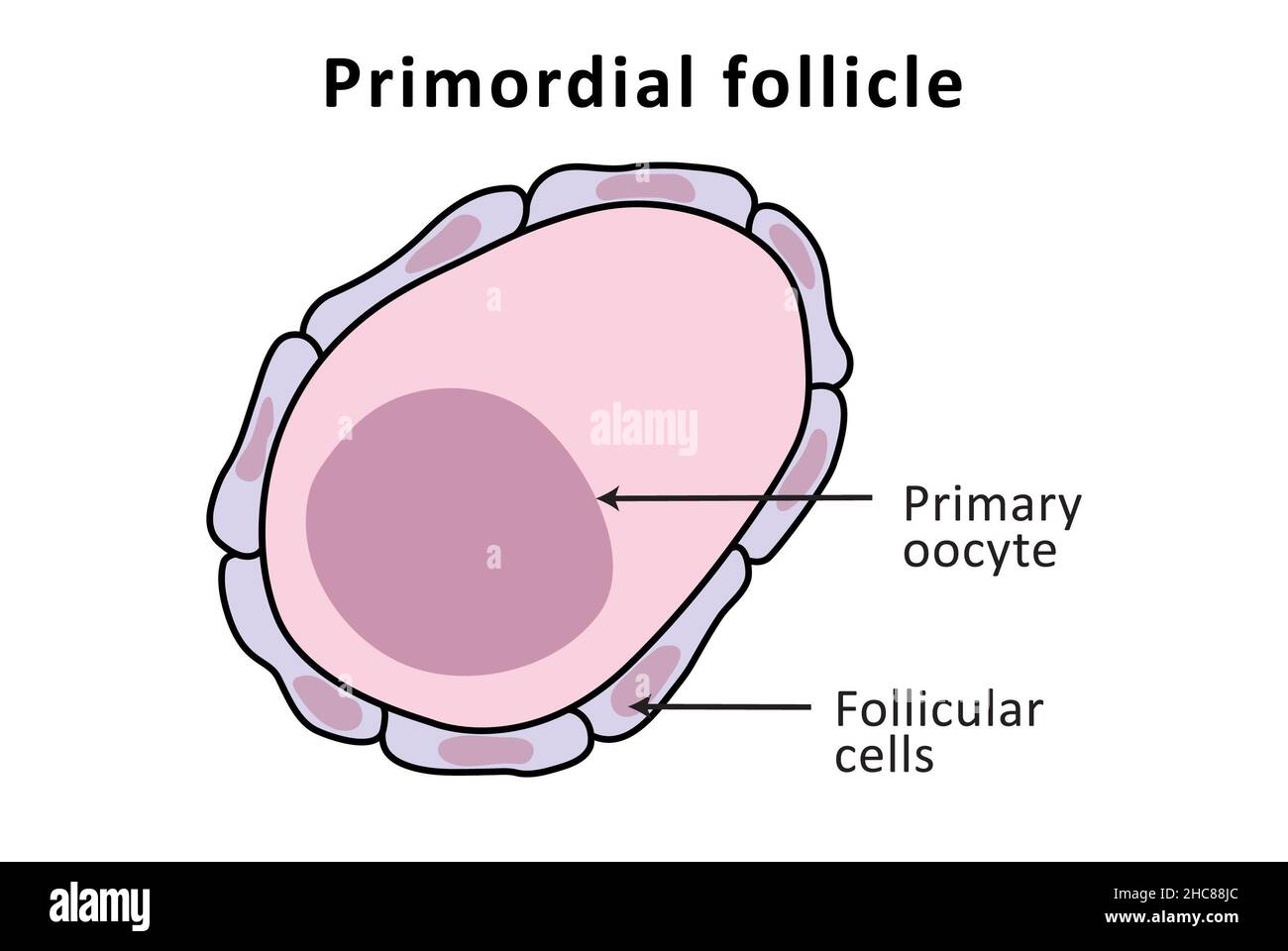 Primordial follicle, ovary structure, normal menstrual cycle, ovulation (labeled) Stock Photo