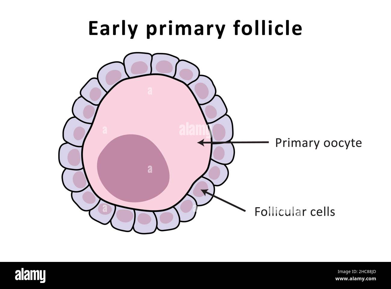 Early primary follicle, menstrual cycle, ovulation, ovaries (labeled) Stock Photo