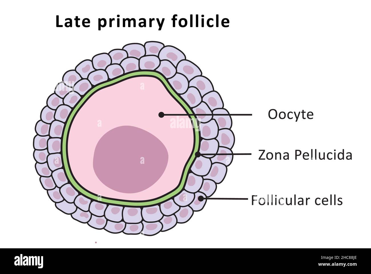 Late primary follicle, menstrual cycle, ovulation (unlabeled) Stock Photo
