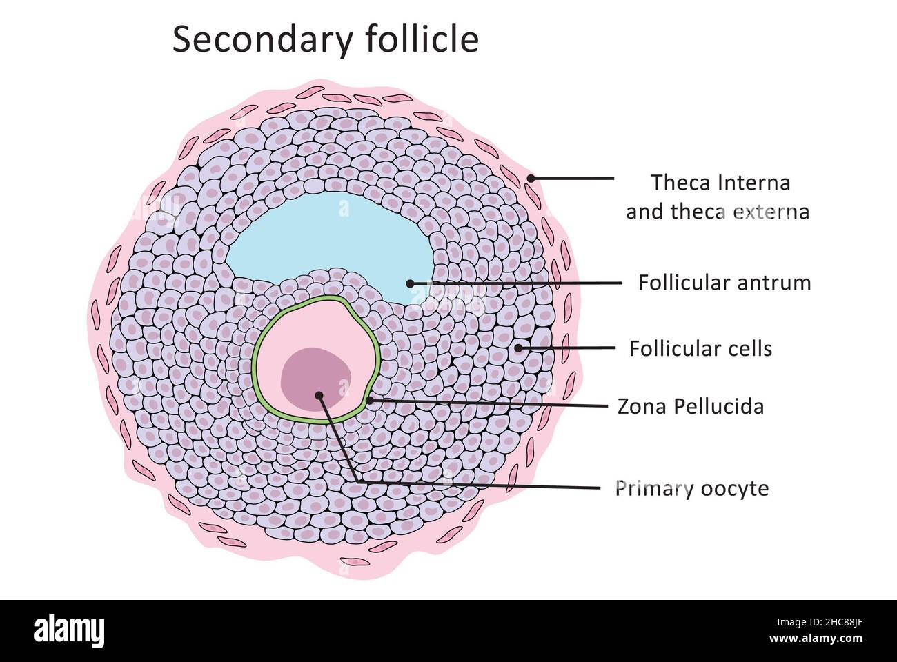 Secondary follicle, menstrual cycle, ovulation, normal structure (labeled) Stock Photo