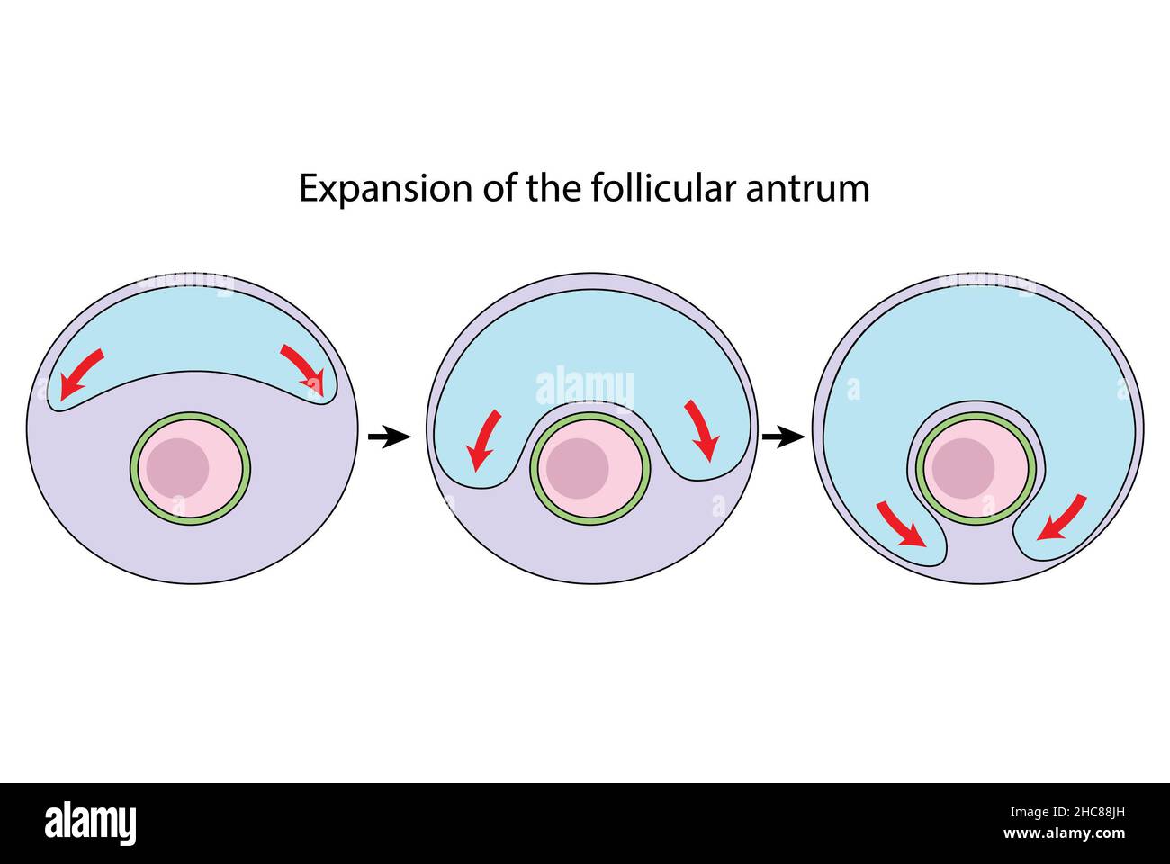 Expansion of the follicular antrum diagram, ovulation (unlabeled Stock ...