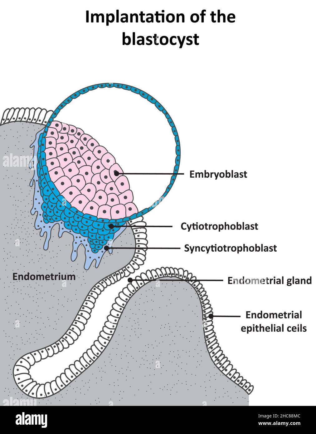 Implantation of the blastocyst and development of the cytotrophoblast and syncytiotrophoblast Stock Photo