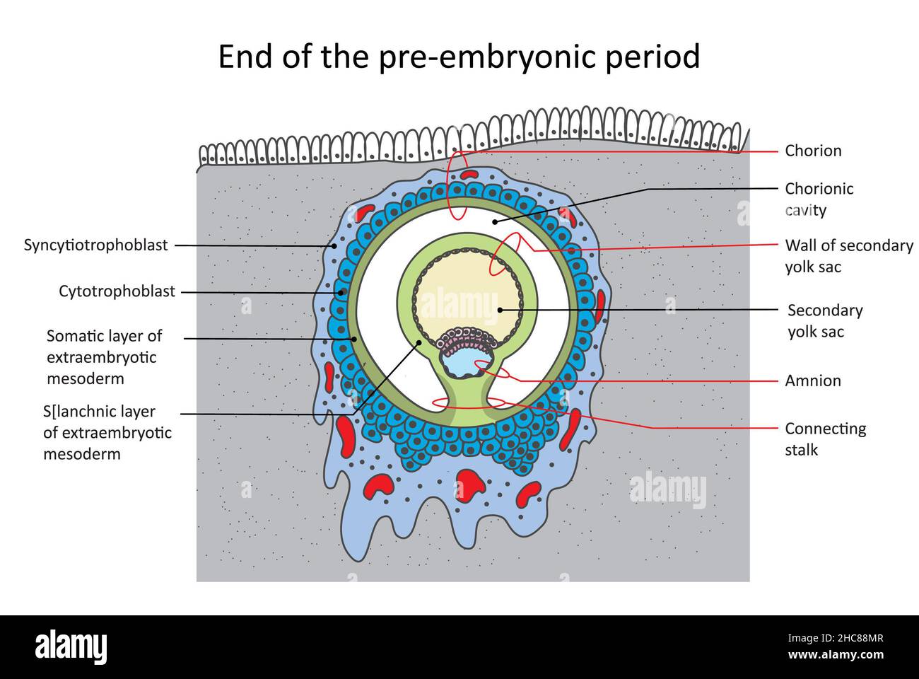 Structure of the embryo at the end of the pre-embryonic period Stock Photo