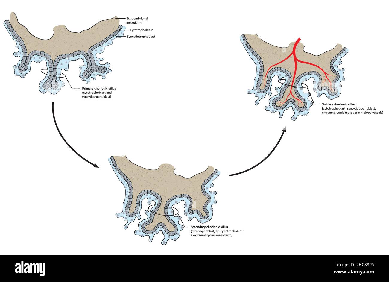 Differentiation of the chorionic villus (primary, secondary and tertiary chorionic villi) Stock Photo