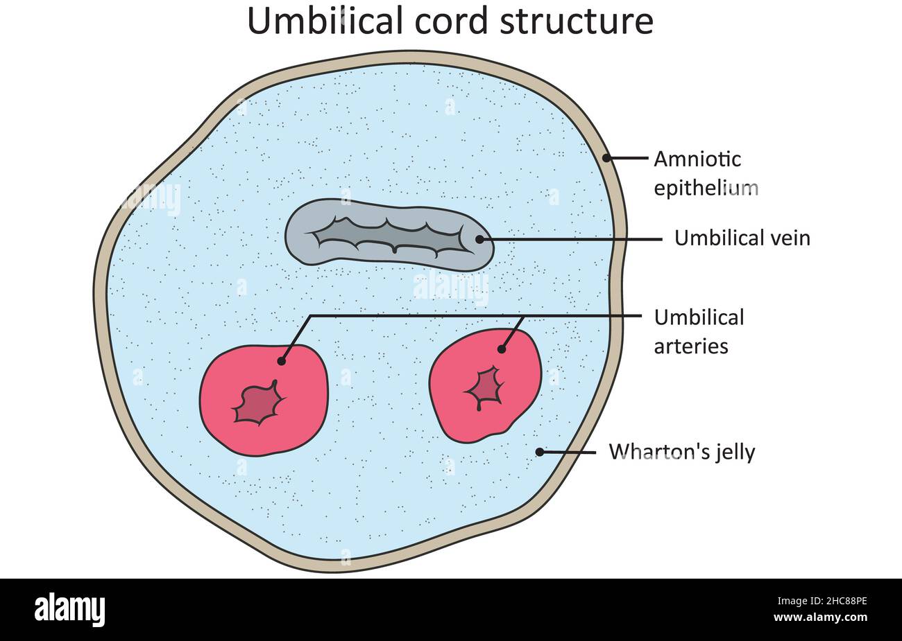 Histological structure of an umbilical cord (transverse section) Stock Photo