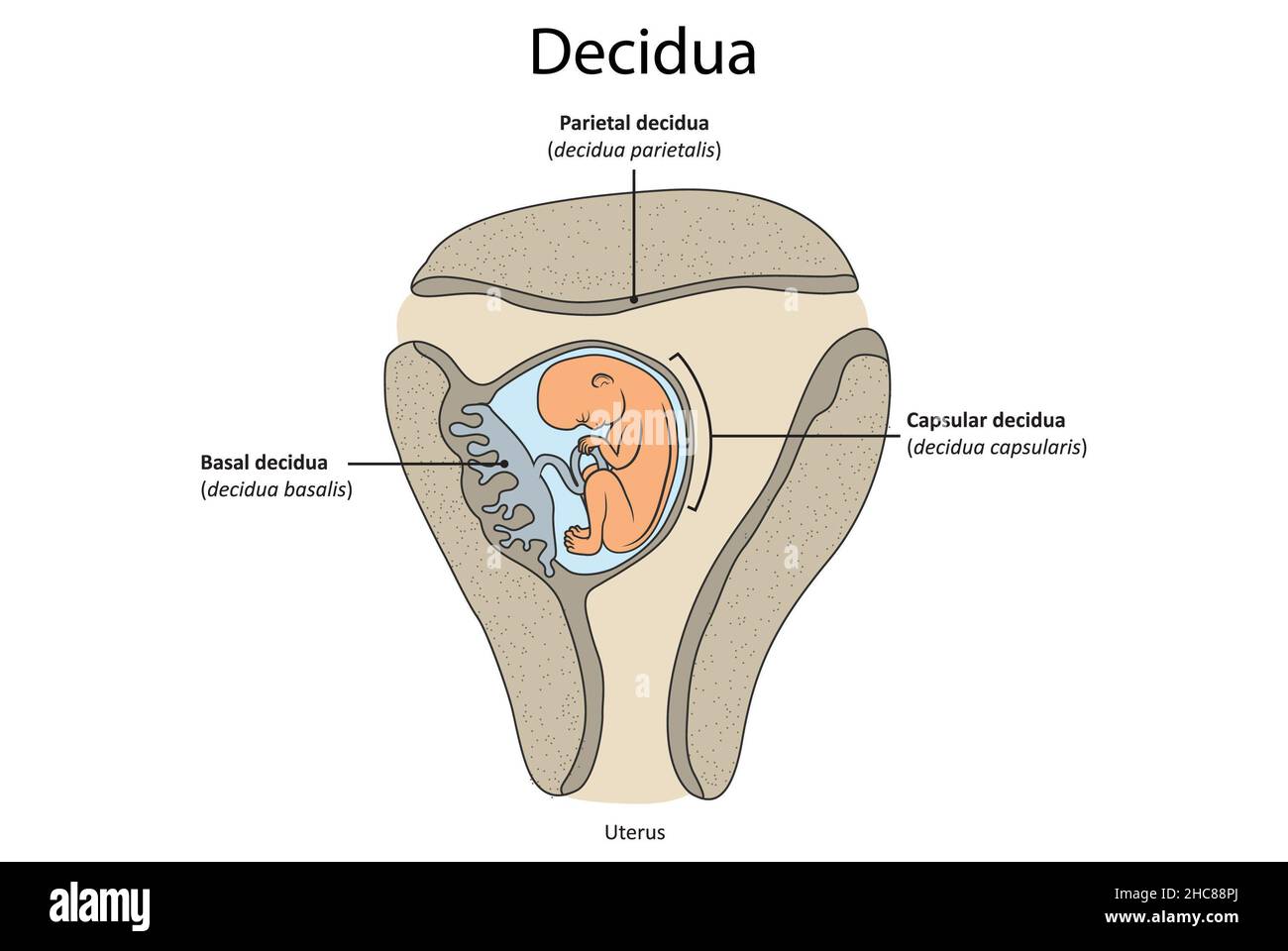 Simple illustration showing key parts of the decidua: decidua parietalis, decidua basilaris, capsular decidua. Stock Photo
