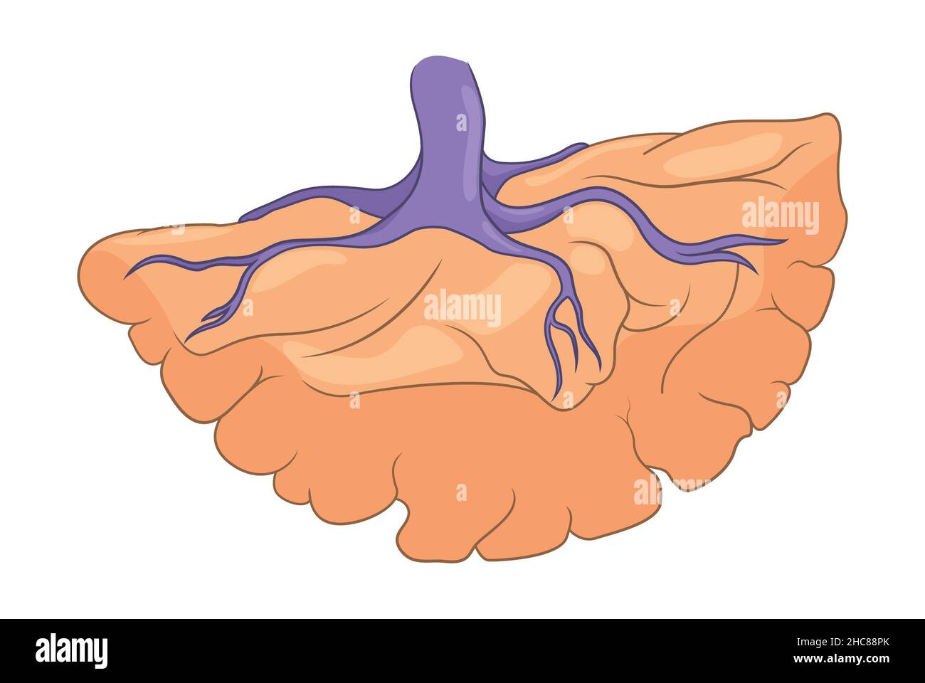 Simple, unlabelled illustration of the placenta (postpartum) Stock Photo