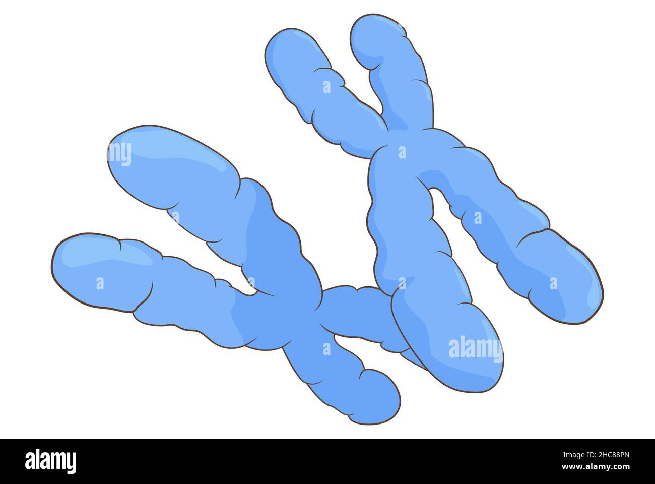 Illustration showing two unlabelled submetacentric chromosomes Stock Photo
