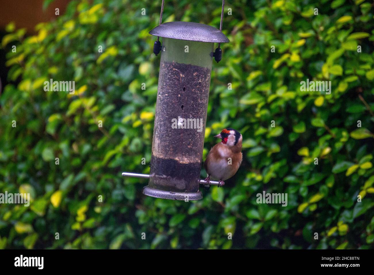 European Goldfinch (Carduelis Carduelis) perched on Bird feeder filled with Niger seed. Stock Photo