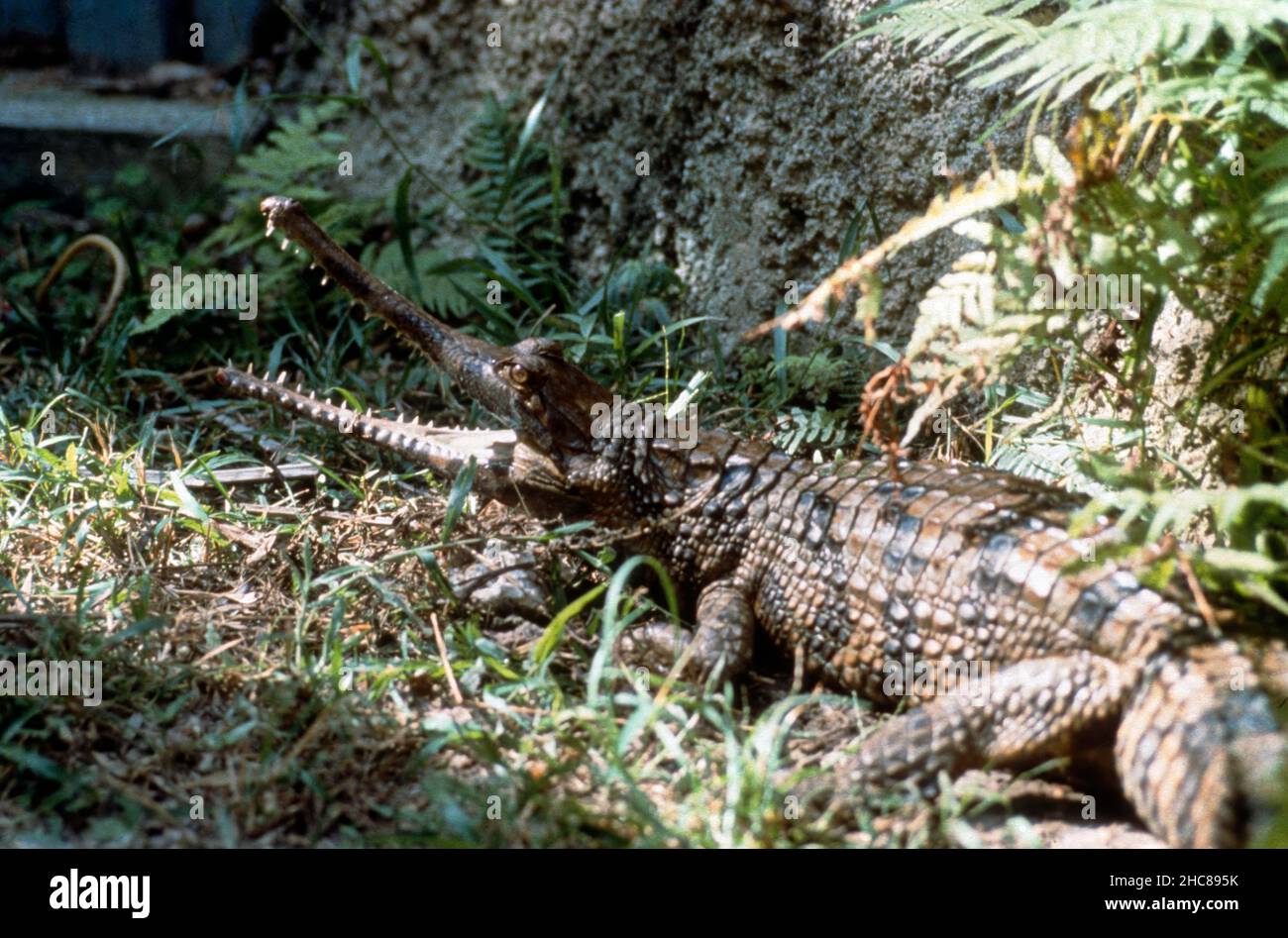 Single Johnstons crocodile (crocodylus johnstoni) showing long jaw and