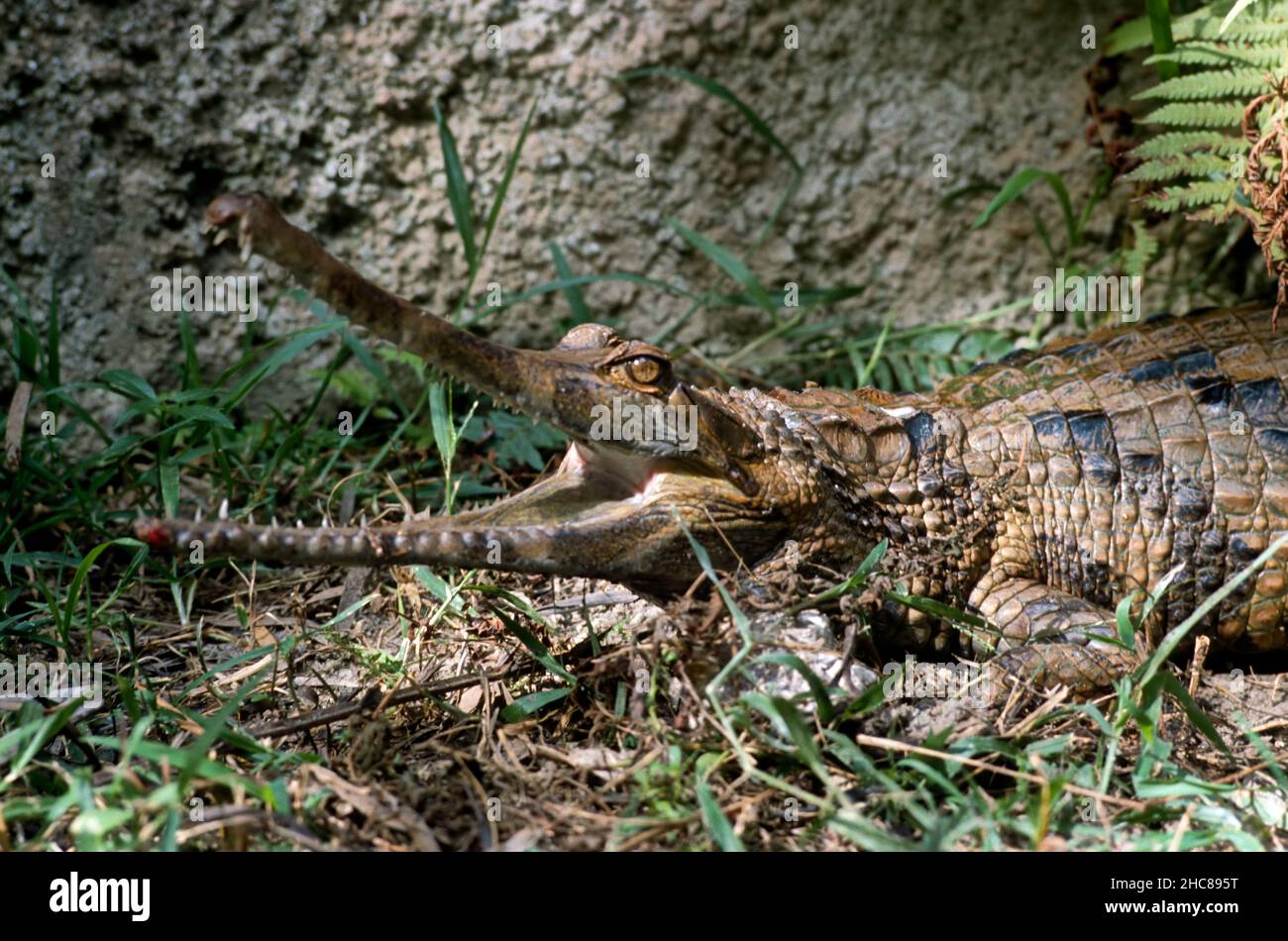 Single Johnstons crocodile (crocodylus johnstoni) showing long jaw and