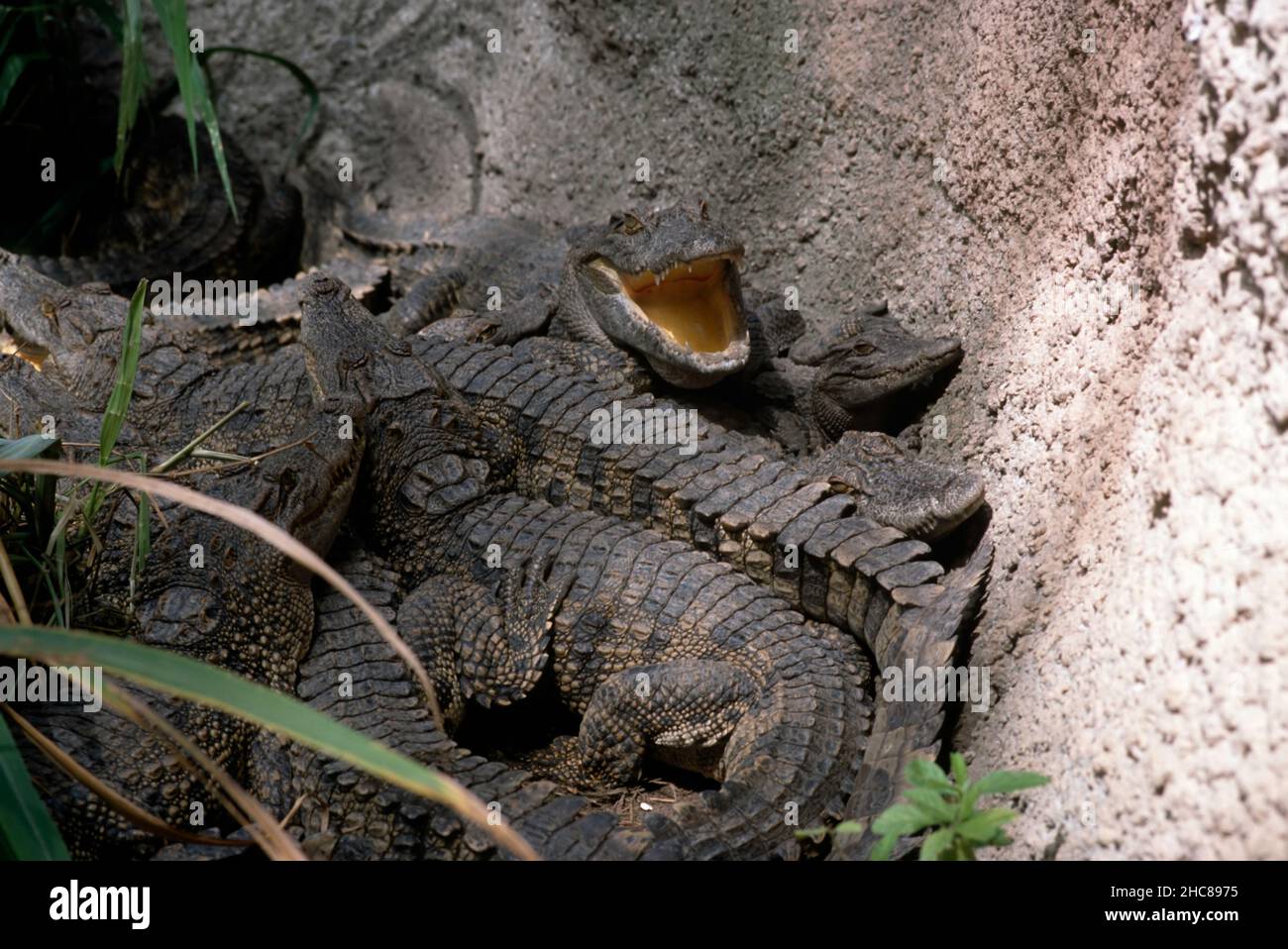 Group of Johnstons crocodiles (crocodylus johnstoni) crowded against