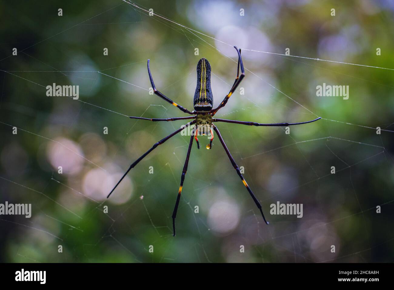 Giant Golden Orb Web spider (Nephila pilipes) sitting on the web Stock Photo