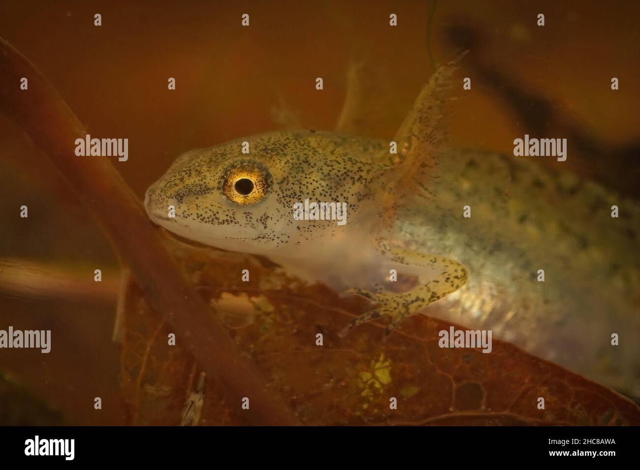 TODOCloseup on an aquatic larvae Alpine newt , Ichthyosaura alpestris ...