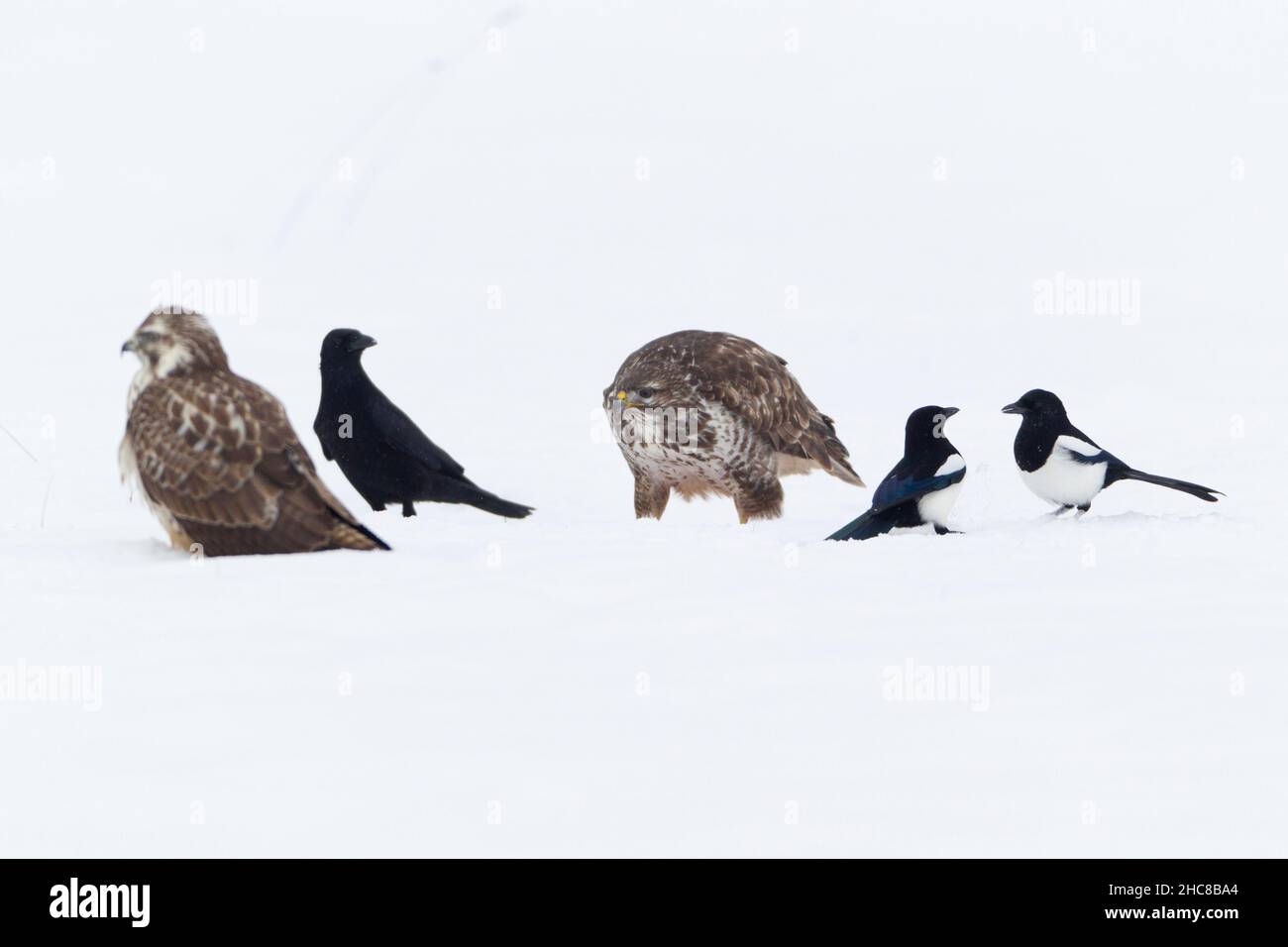 Common Buzzard, (Buteo buteo), carrion crow (Corvus corone), and Magpies, (Pica pica), feeding on carrion, in winter, Lower Saxony, Germany Stock Photo