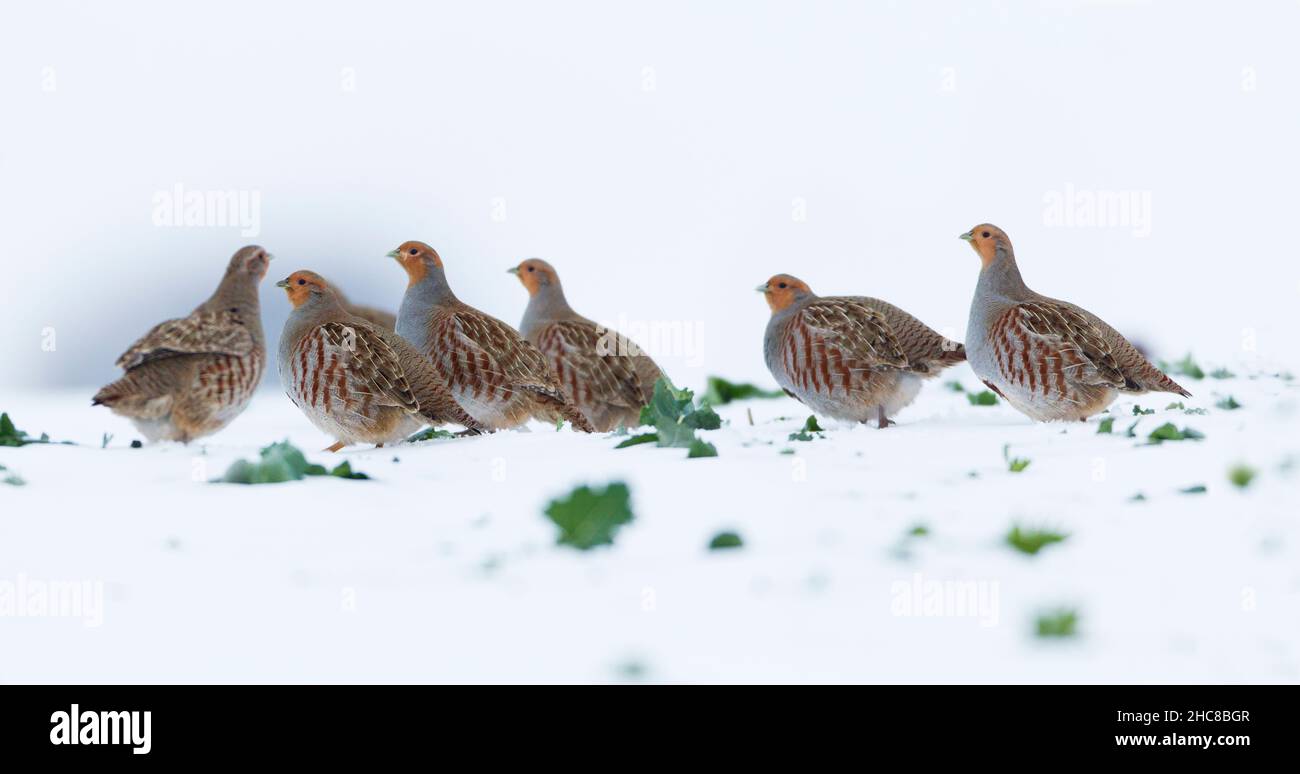 Grey Partridge, (Perdix perdix), covey resting on snow covered field, in winter, Lower Saxony, Germany Stock Photo