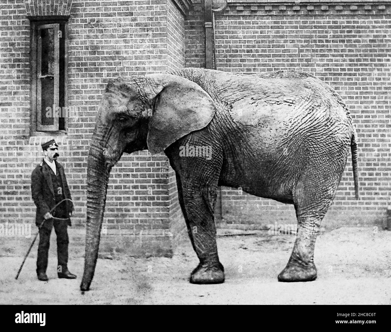 Elephant and keeper, Regent's Park Zoo, London, Victorian period Stock Photo