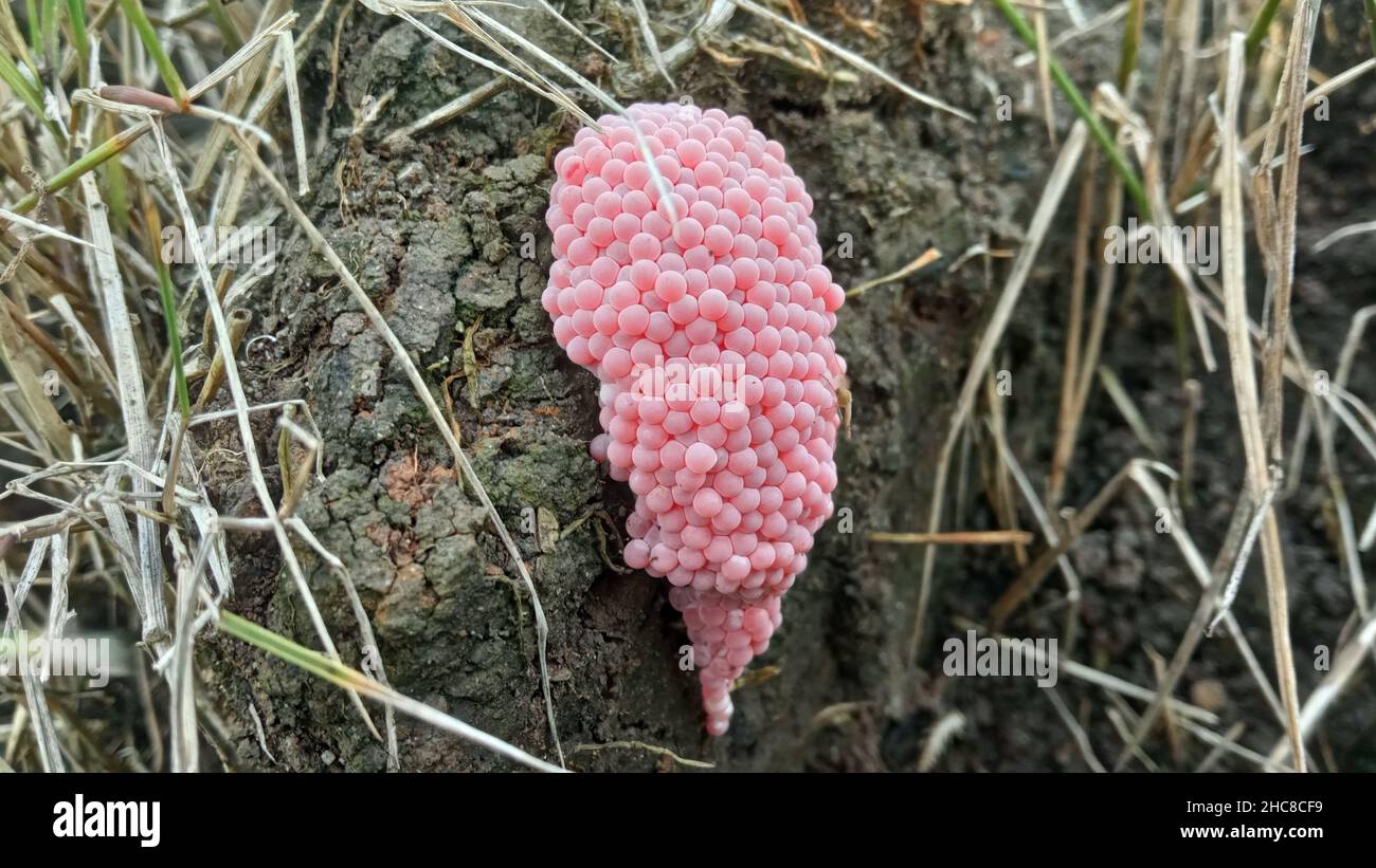 Golden apple snail egg mass Stock Photo Alamy