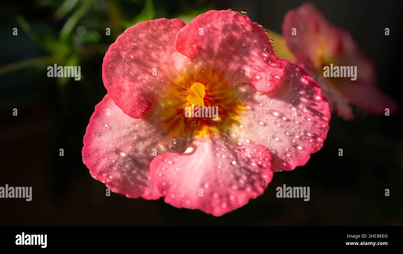 Closeup water drops on an pink cute flower called Achimenes Ivory Blush Stock Photo