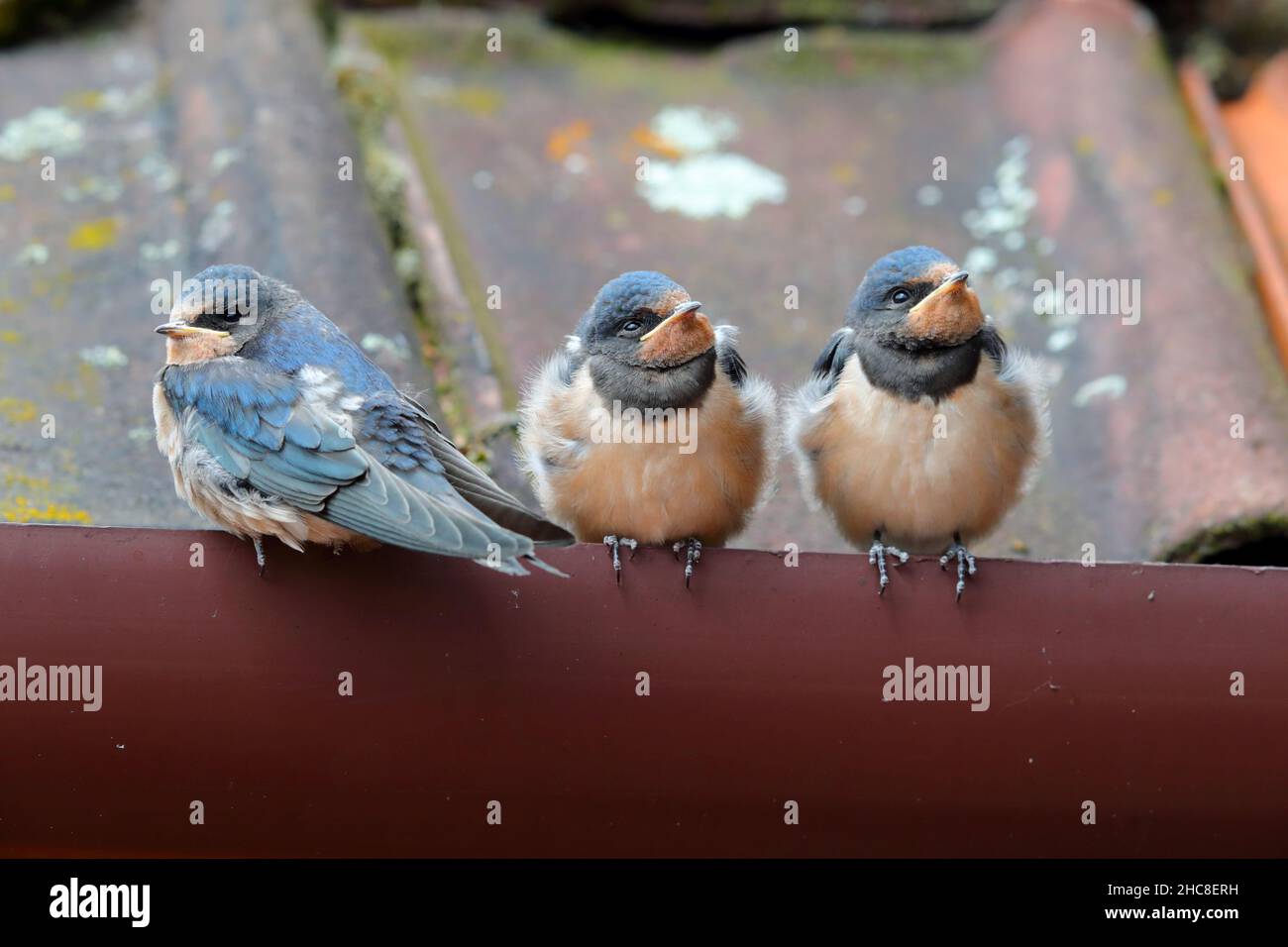 Three recently fledged juvenile Barn swallows (Hirundo rustica) sitting