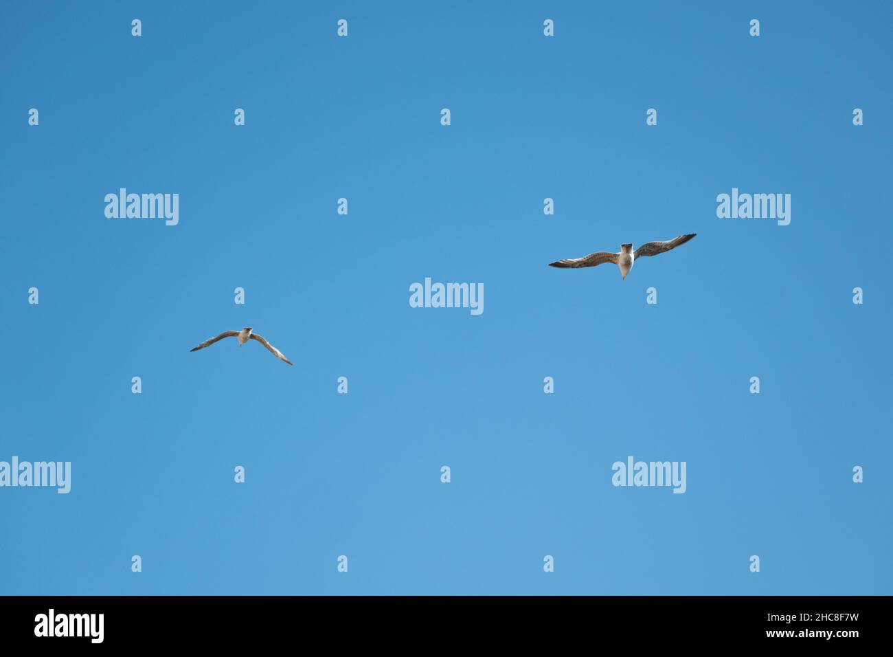 Seagulls in flight against the blue sky Stock Photo