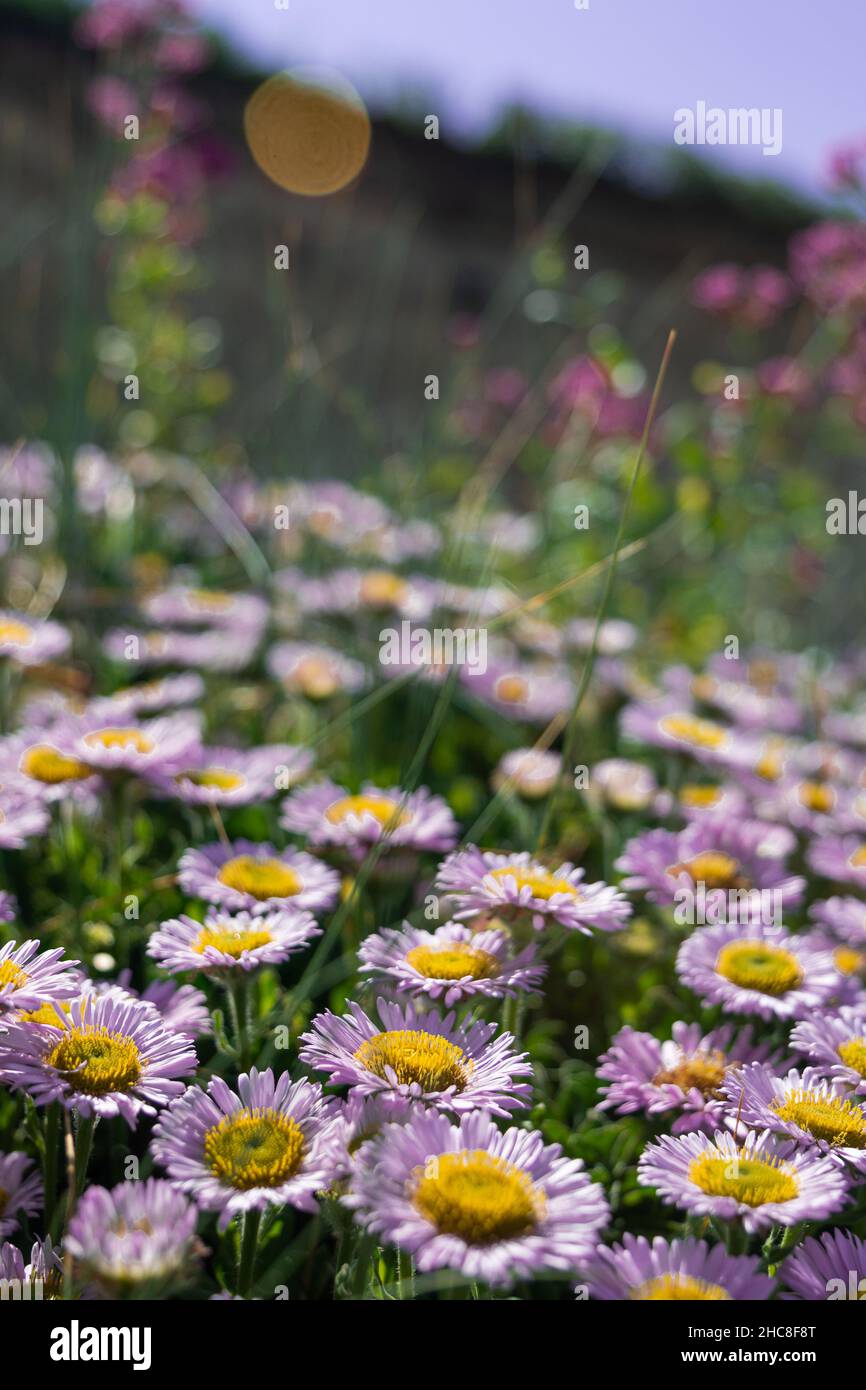 Vertical shot of Erigeron flowers in a sunny field Stock Photo