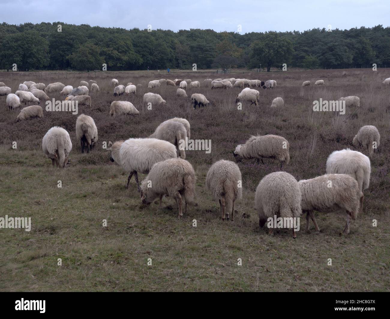 Dutch landscape with sheep under the blue sky Stock Photo