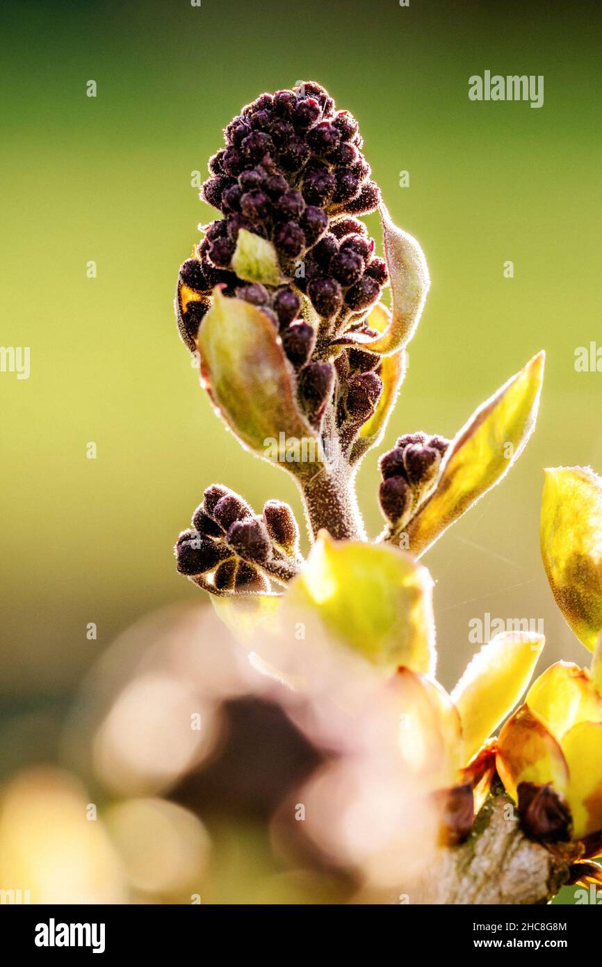 Buds of lilac flower in a garden Stock Photo