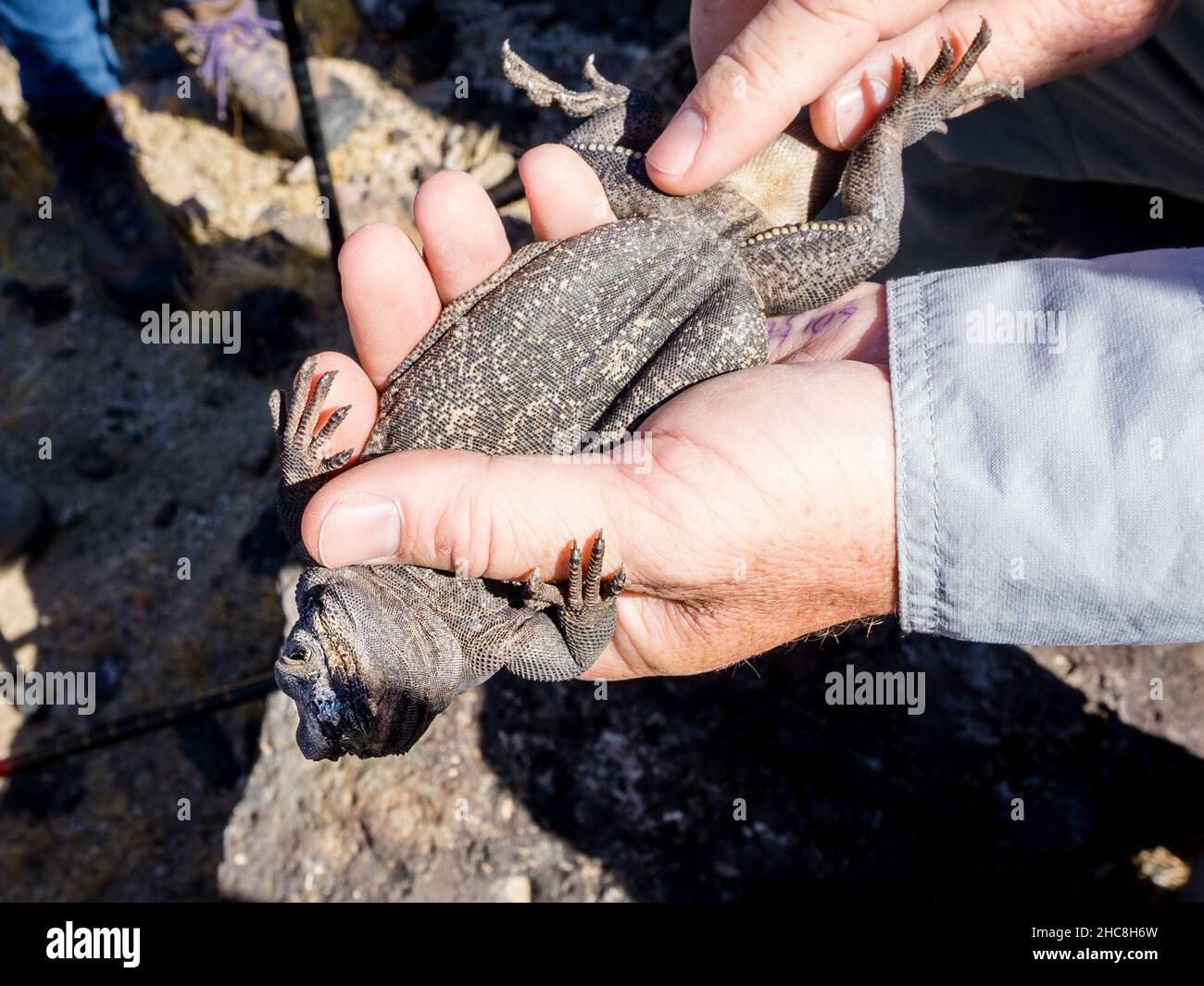 A Chuckwalla (Sauromalus ater) getting hold upside down in the Mojave desert, USA Stock Photo