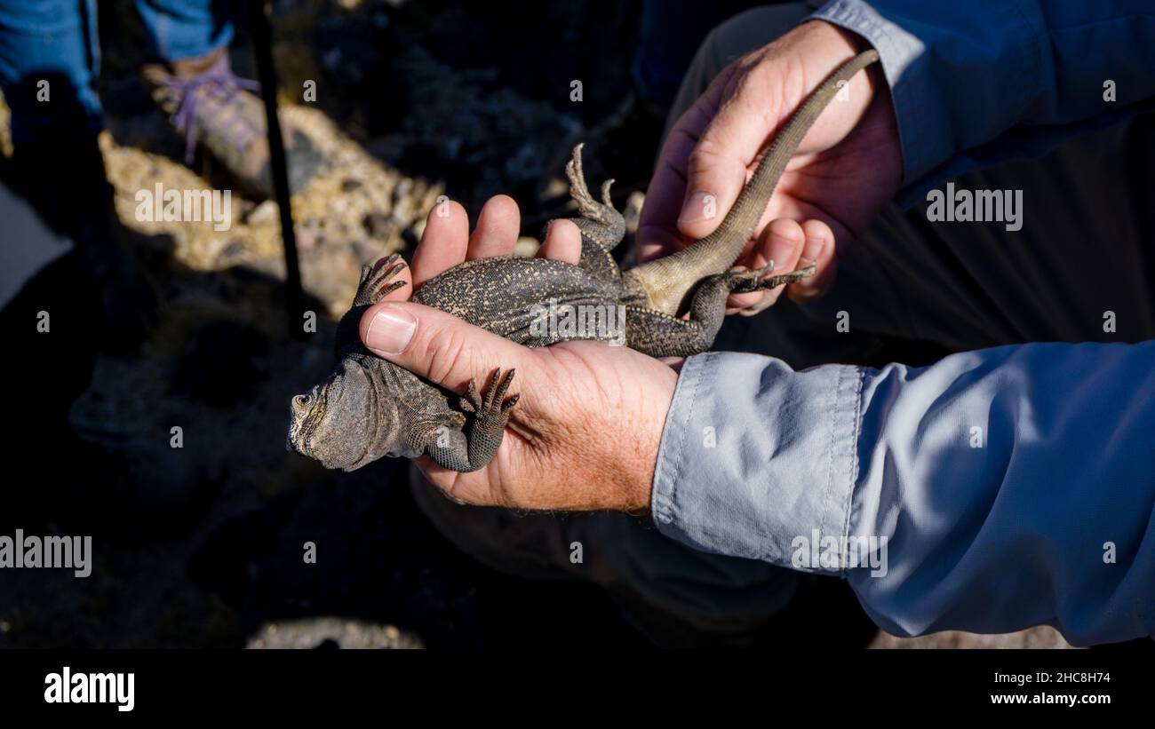 A Chuckwalla (Sauromalus ater) getting hold upside down in the Mojave desert, USA Stock Photo