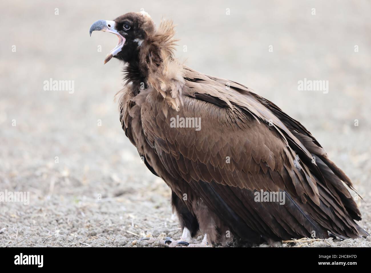 Cinereous vulture(Aegypius monachus) in Japan Stock Photo - Alamy