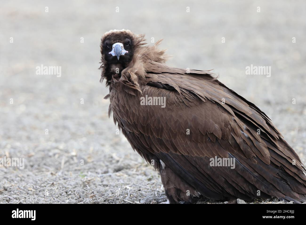 Cinereous vulture(Aegypius monachus) in Japan Stock Photo