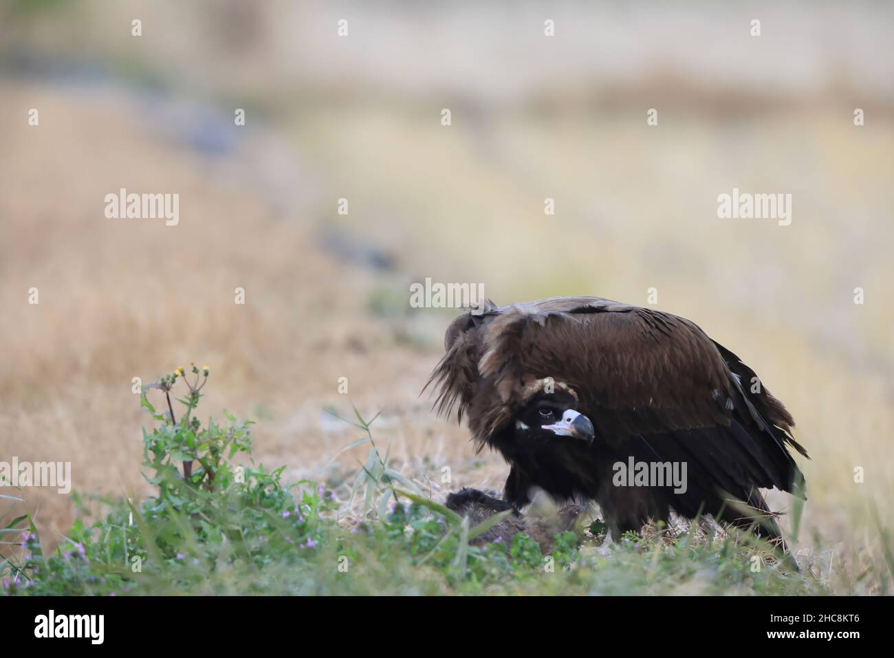 Cinereous vulture(Aegypius monachus) in Japan Stock Photo