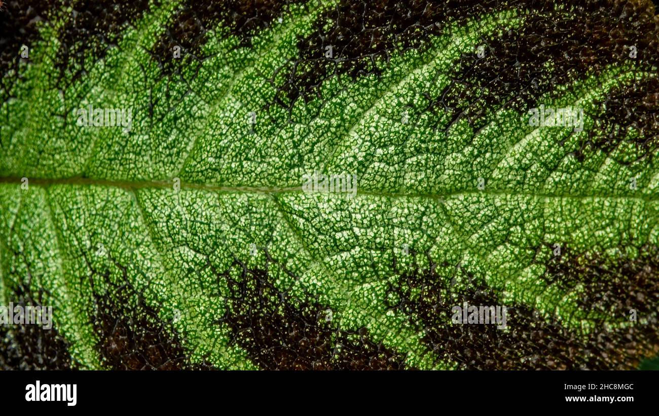 Colorful pattern and soft fur on the leaf surface of the Carpet Plant Stock Photo