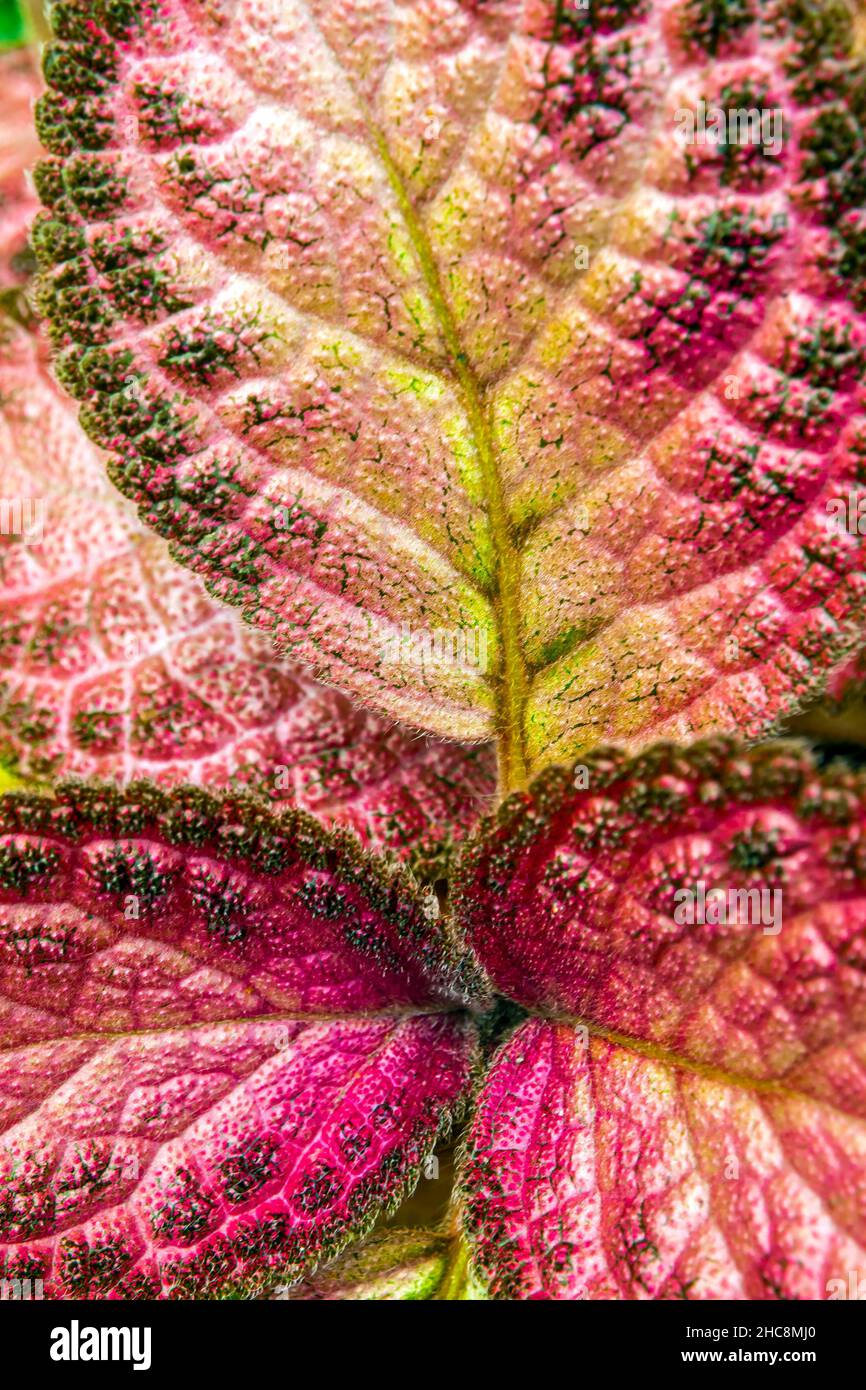 Colorful pattern and soft fur on the leaf surface of the Carpet Plant Stock Photo