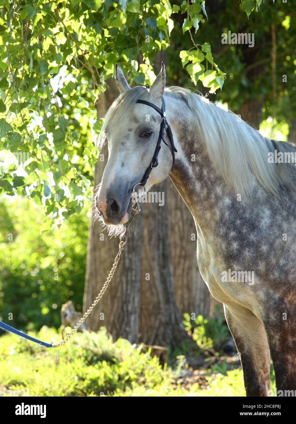 Dapple-grey Andalusian horse portrait near the summer ranch Stock Photo