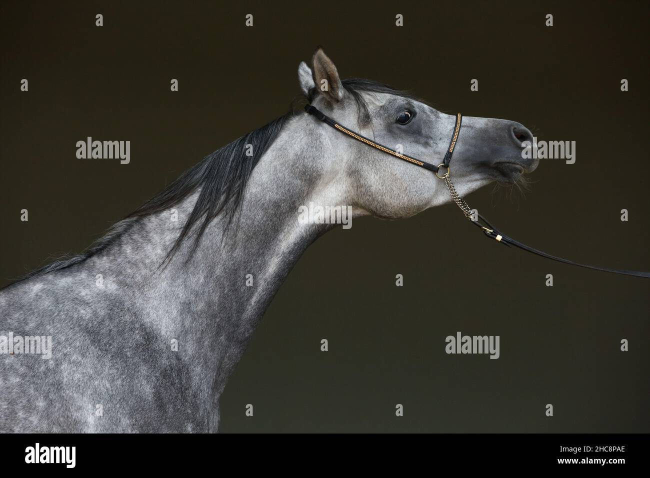 Arabian horse portrait against dark stable background Stock Photo