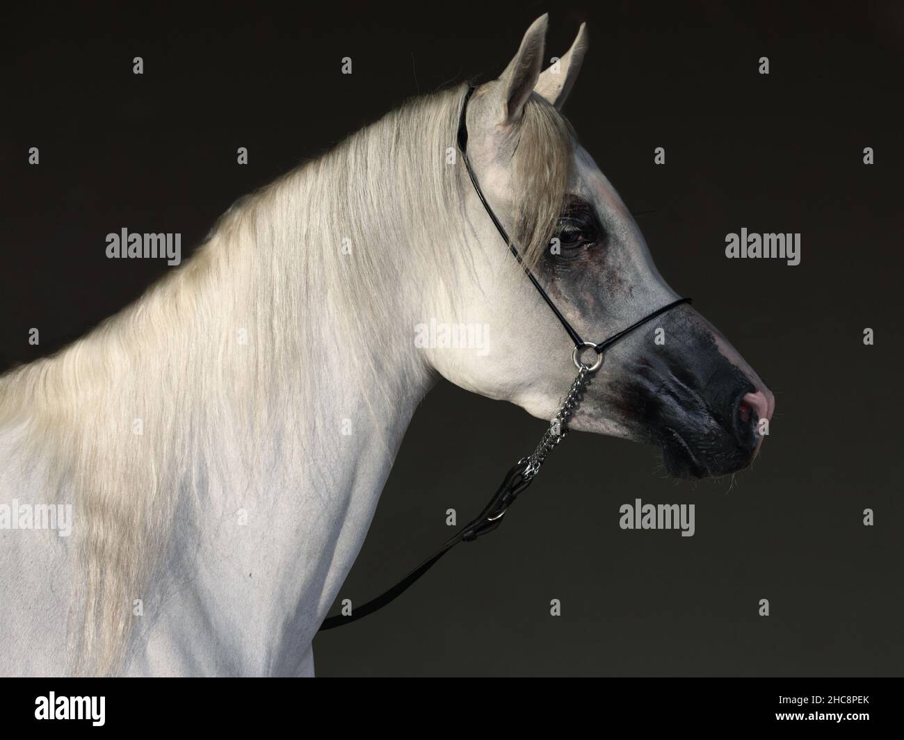 Arabian horse portrait against dark stable background Stock Photo