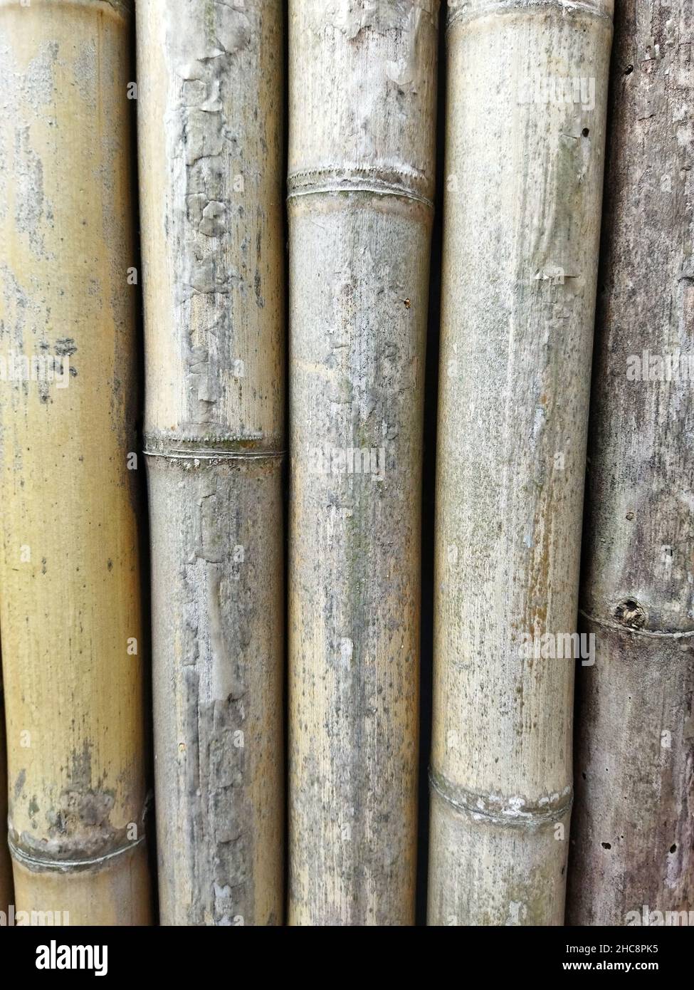Bamboo texture, bamboo background Stock Photo