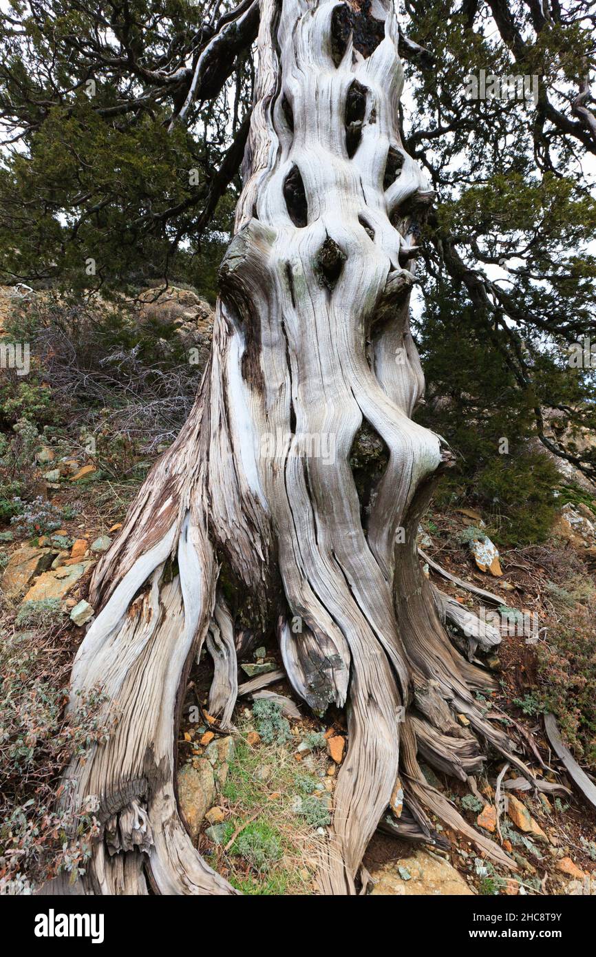 Black pine, (Pinus nigra subsp. pallasiana) ancient old stem of tree, in Troodos mountain area, endemic of Cyprus, eastern Mediterranean Stock Photo