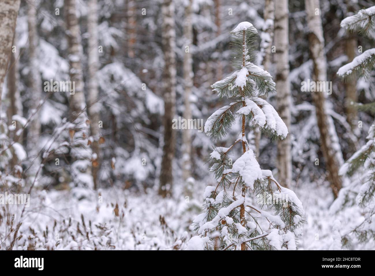 Snow Covered Pine Tree In Forest During Winter season. Winter ...