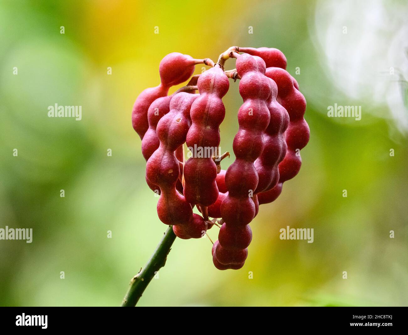 Bright red seed pods of Erythrina, or Coral Tree. Costa Rica. Stock Photo