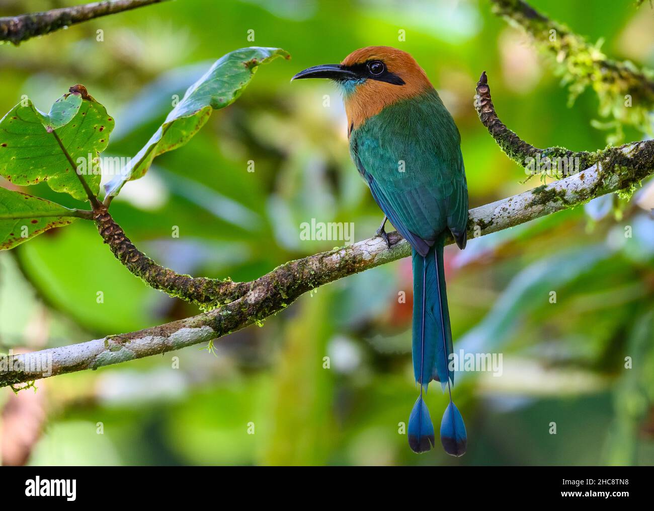 A Broad-billed Motmot (Electron platyrhynchum) perched on a branch. Costa Rica. Stock Photo